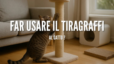 Far usare il tiragraffi al gatto ?